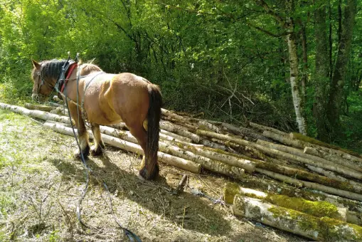 photo d'un cheval de traie devant des troncs d'arbre